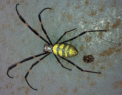 East Asian Joro spider