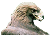 TYSK eagle