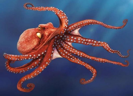 Giant Pacific Octopus