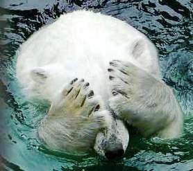 Polar bear can't look