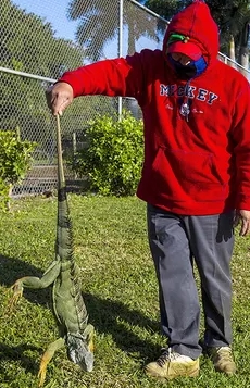 cold-stunned green iguana