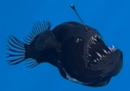 Anglerfish