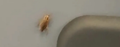 Spirit cockroach