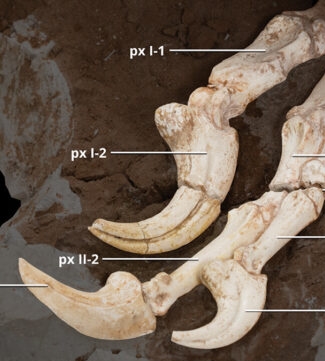 Velociraptor claws