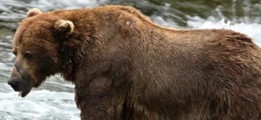 Chunk the bear